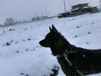 雪見てる だいすけ1