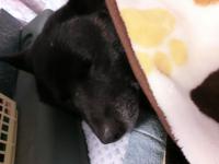 眠いの2
