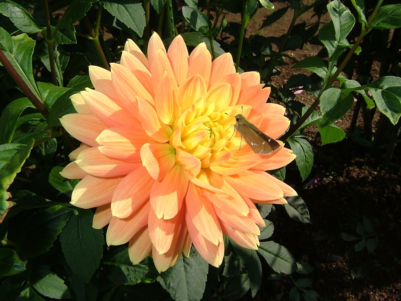 DSCF1190.jpg