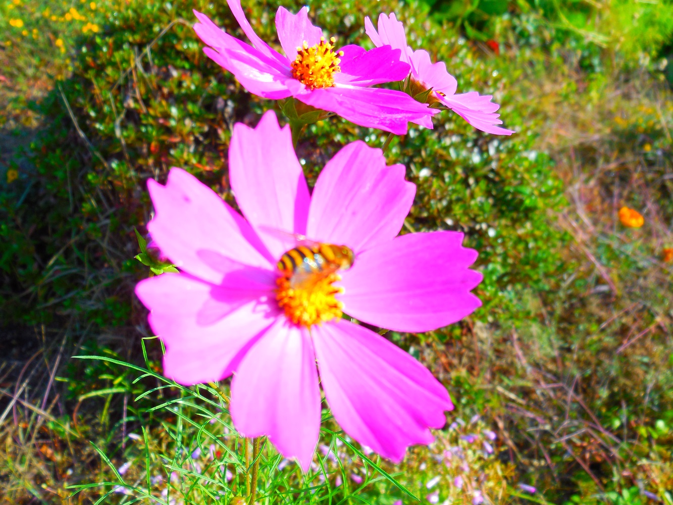 DSCN7485-1000.jpg