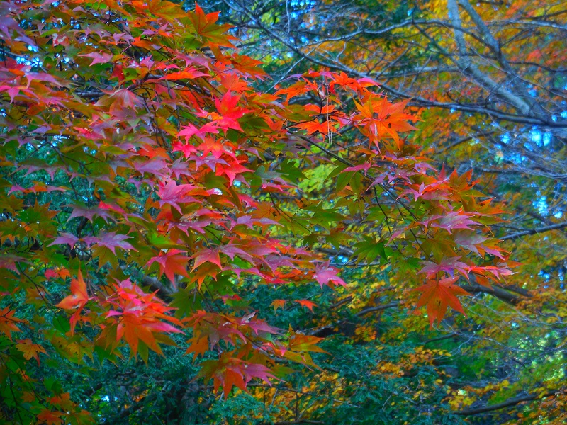 DSCN9280-600.jpg