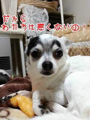 20121204_175027.jpg