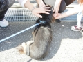 H261018jyousai15.jpg