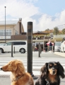H261108yamanashi08.jpg