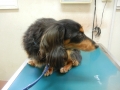 H261206hernia03.jpg