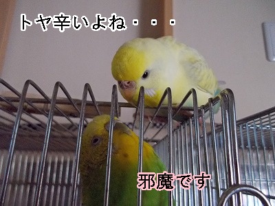 s-DSCN0319.jpg