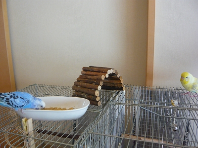 s-P1140421.jpg