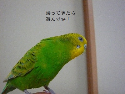 s-P1140499.jpg