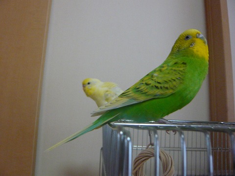 s-P1140964.jpg