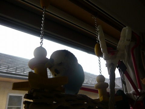 s-P1140967.jpg