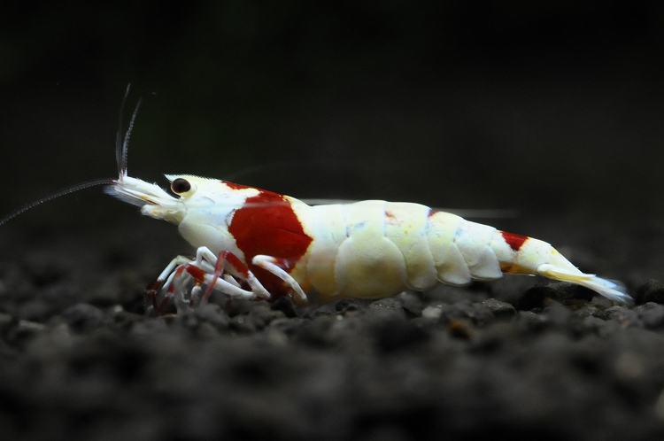 DSC_01211.jpg