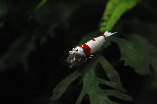 DSC_0441.jpg