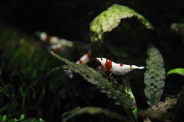 DSC_0755.jpg