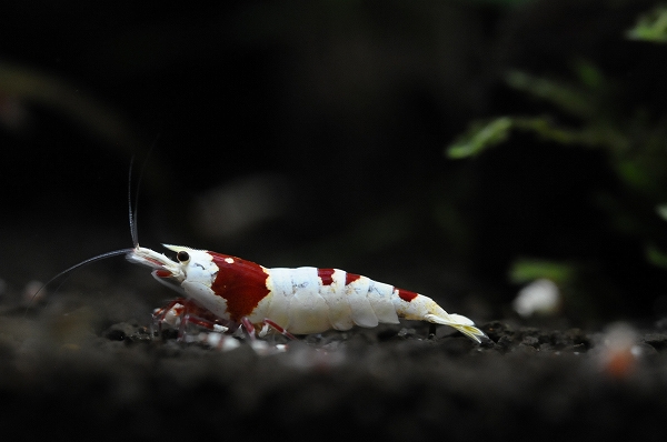 DSC_8176.jpg