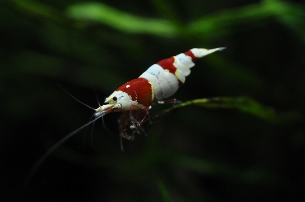 DSC_8275.jpg