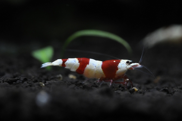 DSC_8287.jpg