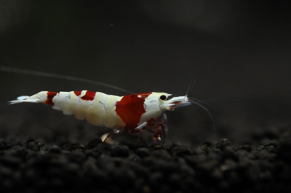 DSC_8442.jpg