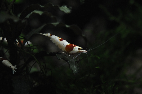 DSC_8844.jpg