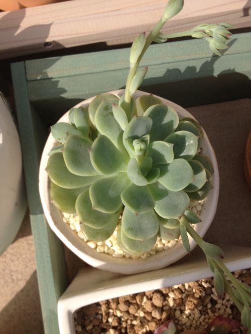 キルヒネア①