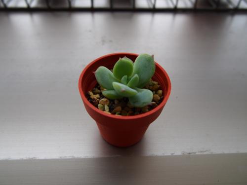 キルヒネア⑤