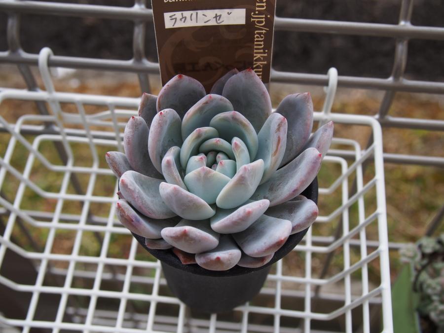 ラウリンゼ2③