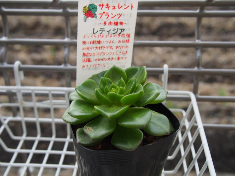 レティジア①