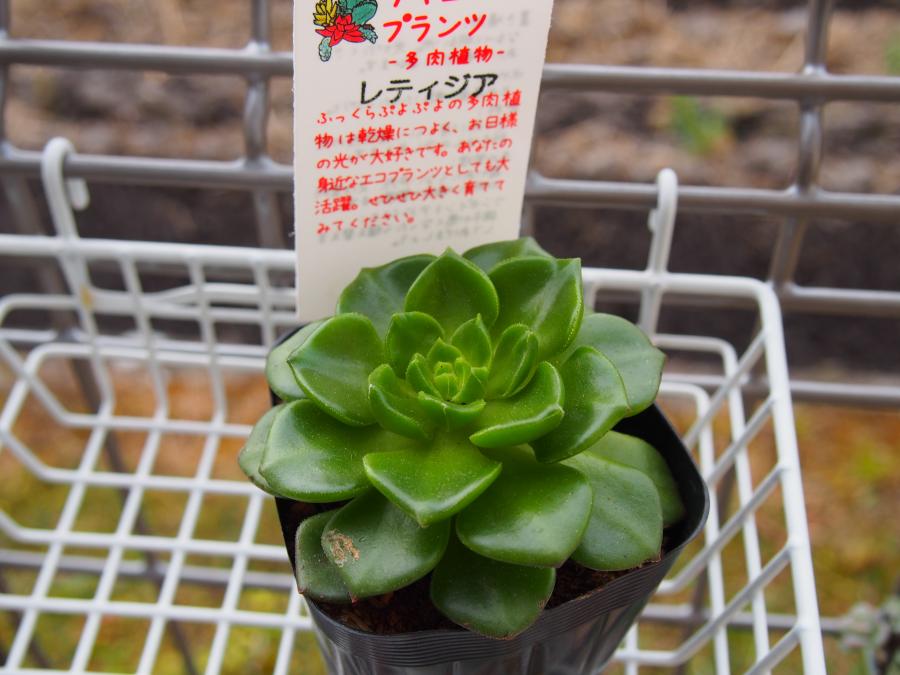 レティジア②