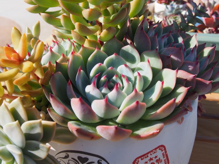 寄せ植え2-⑤