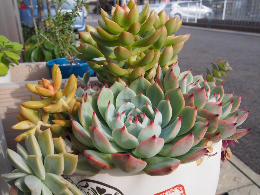 寄せ植え2-④
