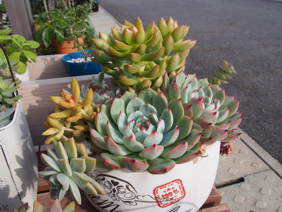 寄せ植え2-③