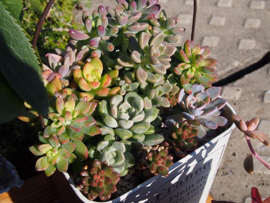 寄せ植え7-②