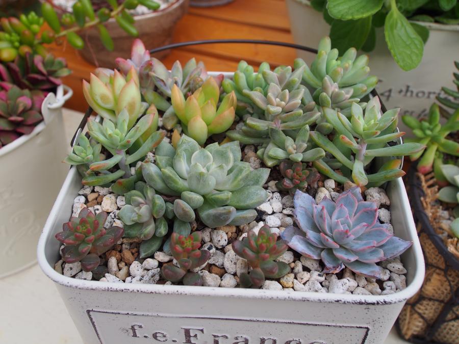 寄せ植え7-①