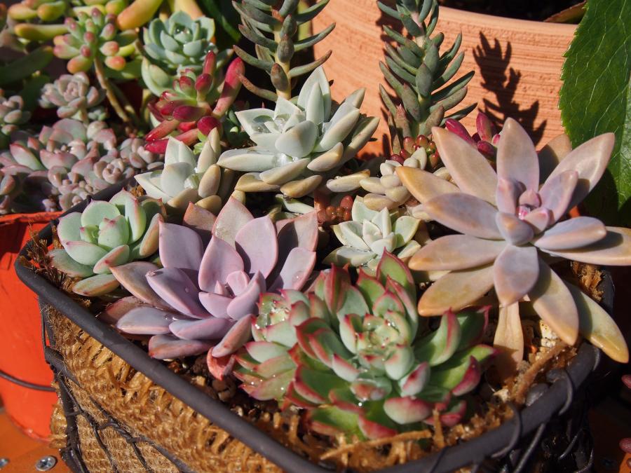 寄せ植え9-②