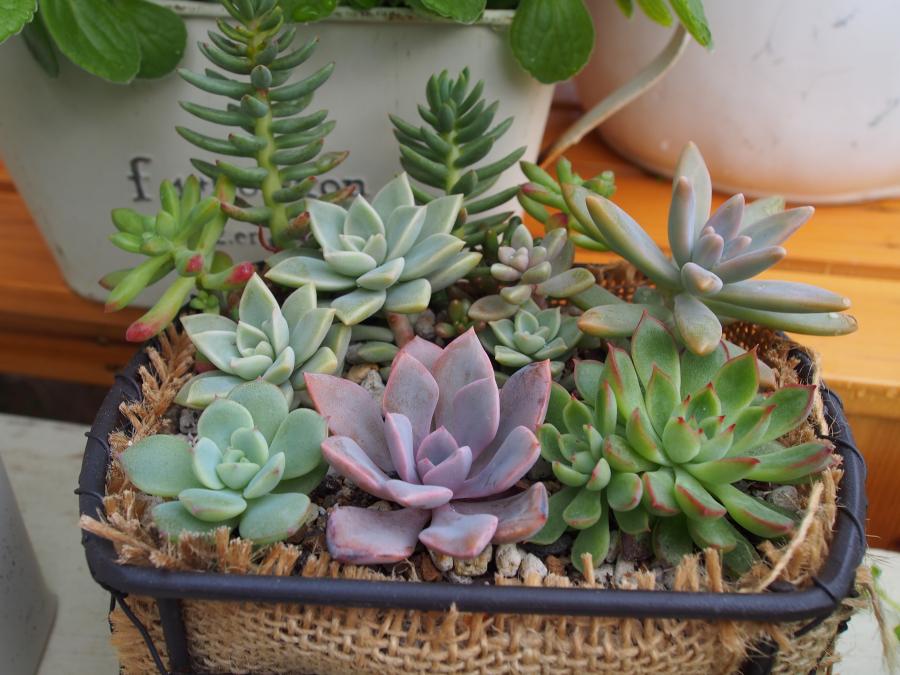 寄せ植え9-①