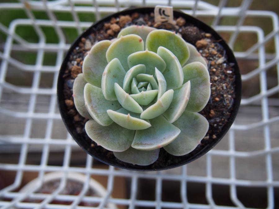ルンヨニー②