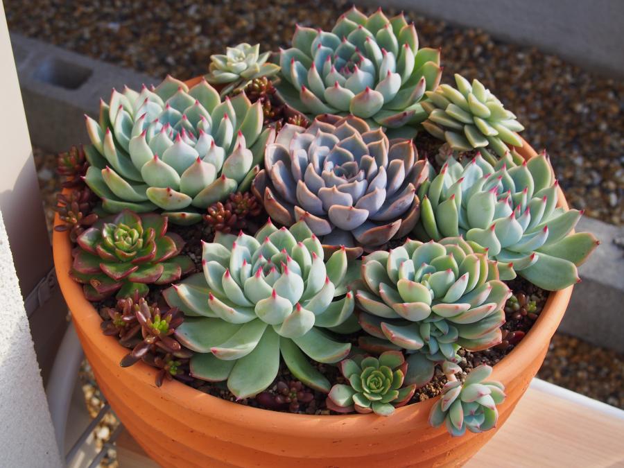 寄せ植え14-②