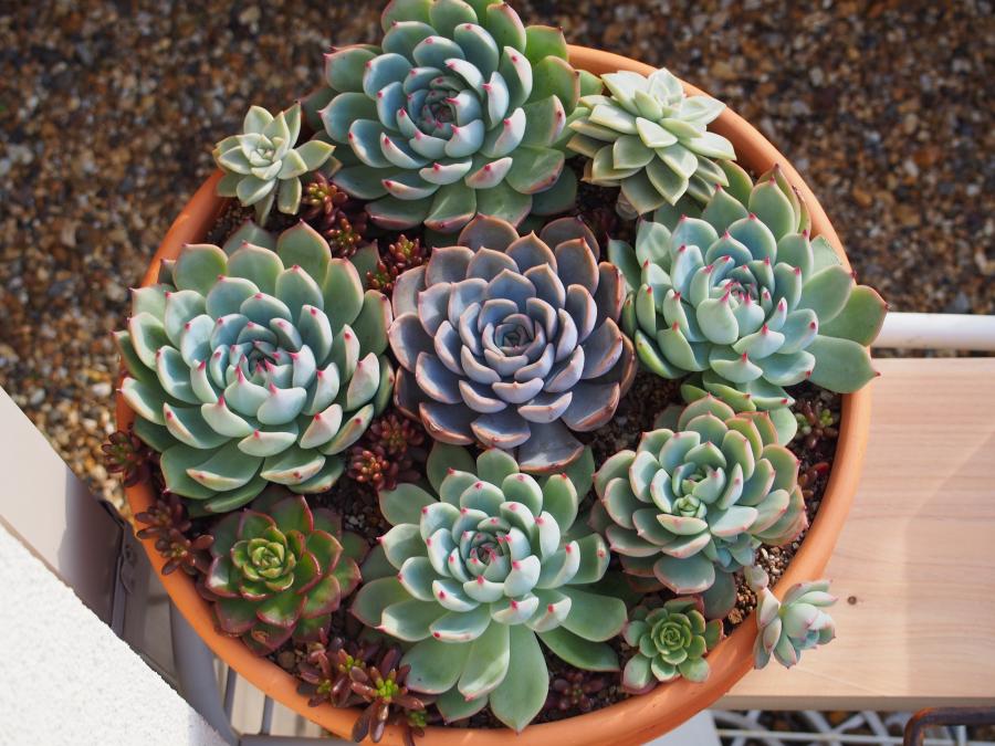 寄せ植え14-①