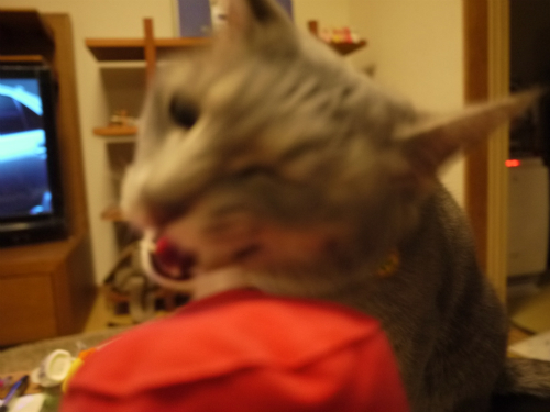 P1010253.jpg