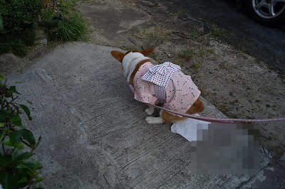 ウンチョスも出るし!!