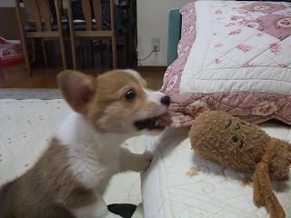 2008_0405Ｌａｎｉちゃんの日々0006.jpg