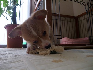 2008_0405Ｌａｎｉちゃんの日々0014.jpg