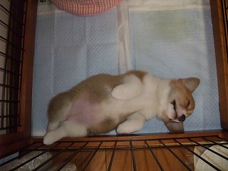 2008_0405Ｌａｎｉちゃんの日々0054.jpg