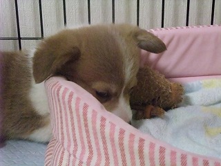 2008_0407Ｌａｎｉちゃんの日々0026.jpg