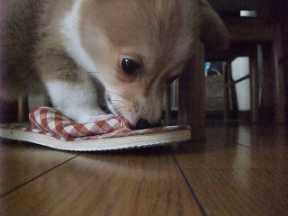 2008_0407Ｌａｎｉちゃんの日々0033.jpg