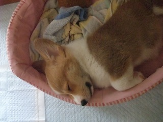 2008_0412Ｌａｎｉちゃんの日々0061.jpg