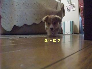 2008_0416Ｌａｎｉちゃんの日々0007.jpg