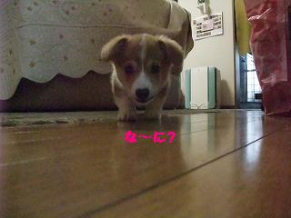 2008_0416Ｌａｎｉちゃんの日々0004.jpg