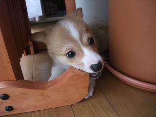 2008_0405Ｌａｎｉちゃんの日々0033.jpg