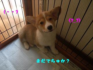 2008_0422Ｌａｎｉちゃんの日々0014.jpg