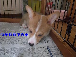 2008_0422Ｌａｎｉちゃんの日々0016.jpg